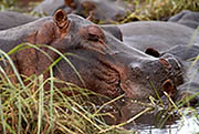 Hippos Chobe